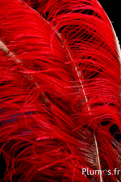 Struzzo con rachide dorato – 50-60 cm – rosso  